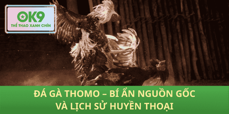 Đá Gà Thomo – Bí Ẩn Nguồn Gốc Và Lịch Sử Huyền Thoại